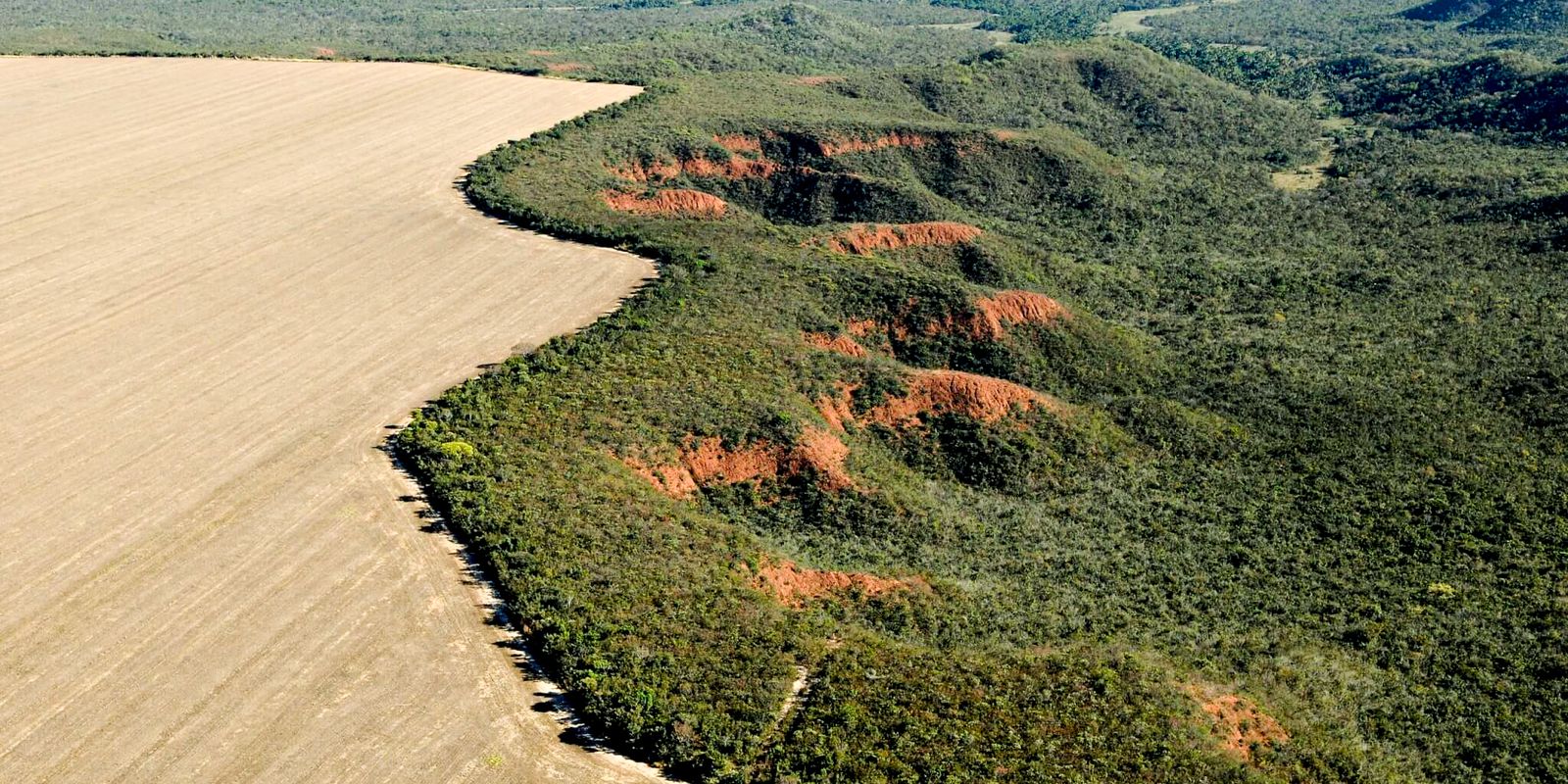 ONU reconhece iniciativa de restauração do Cerrado como referência