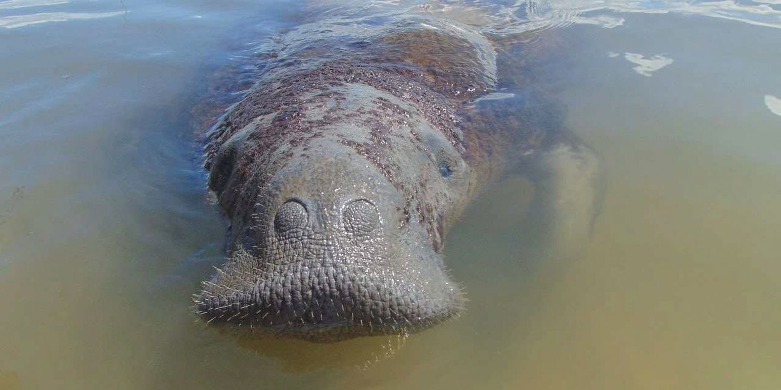 Medidas emergenciais vão proteger peixe-boi símbolo da biodiversidade
