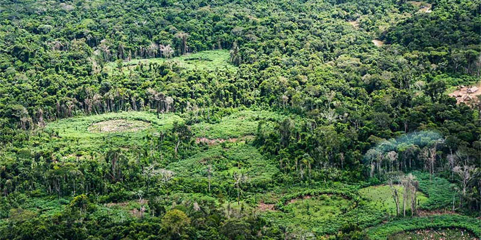 Holanda anuncia investimento de US$ 500 milhões em fundo de florestas