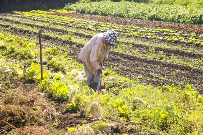Projeto destina recursos para financiamento agrícola de famílias de baixa renda