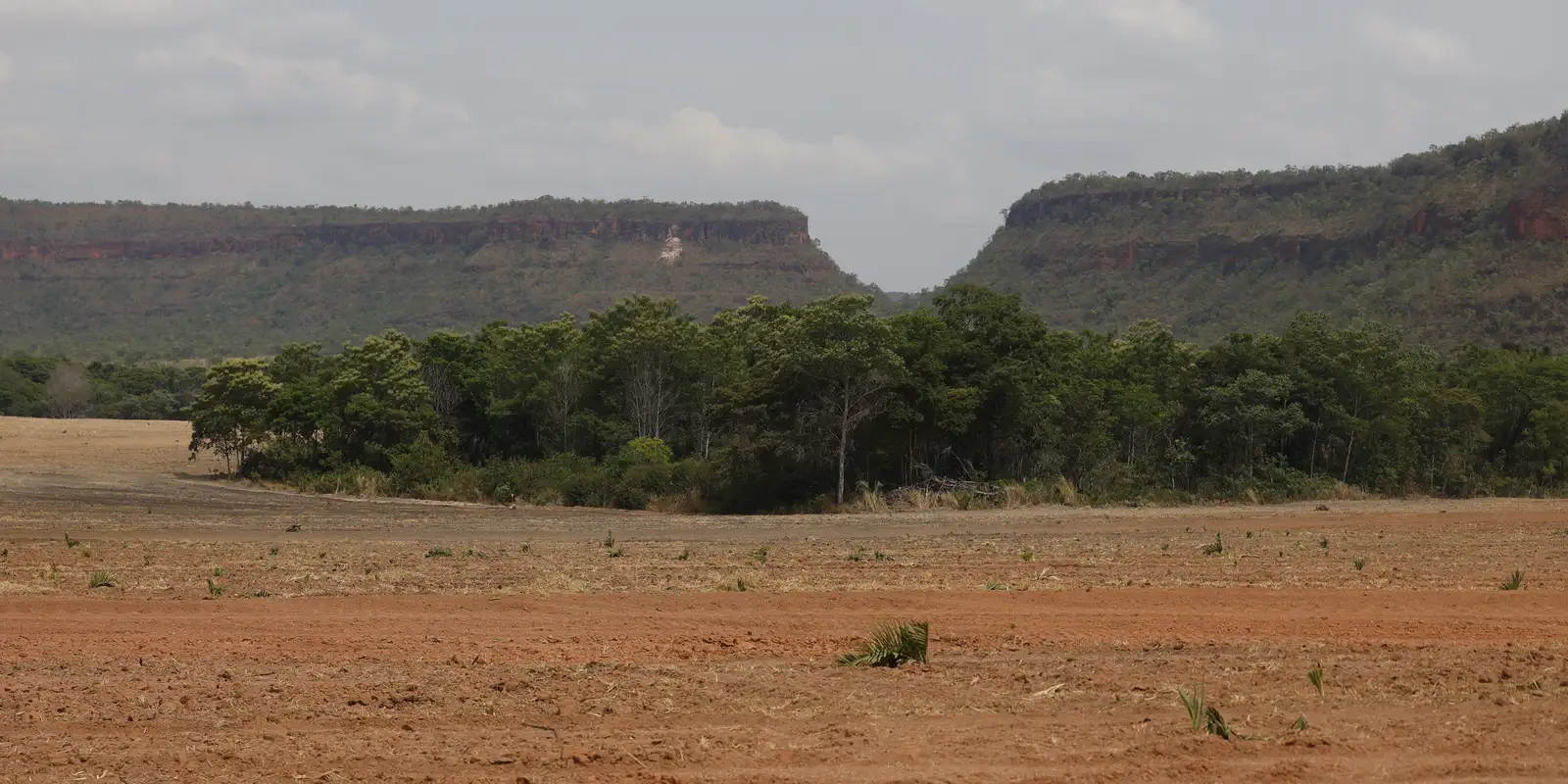 Fragmentos de vegetação nativa cresceram no país 163% em 38 anos