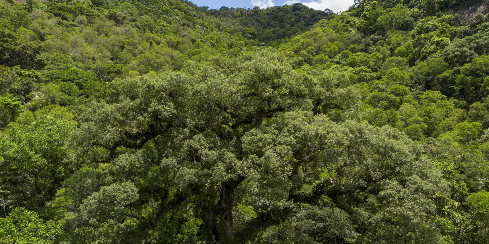 Desmatamento da Mata Atlântica tem queda de 28% em um ano