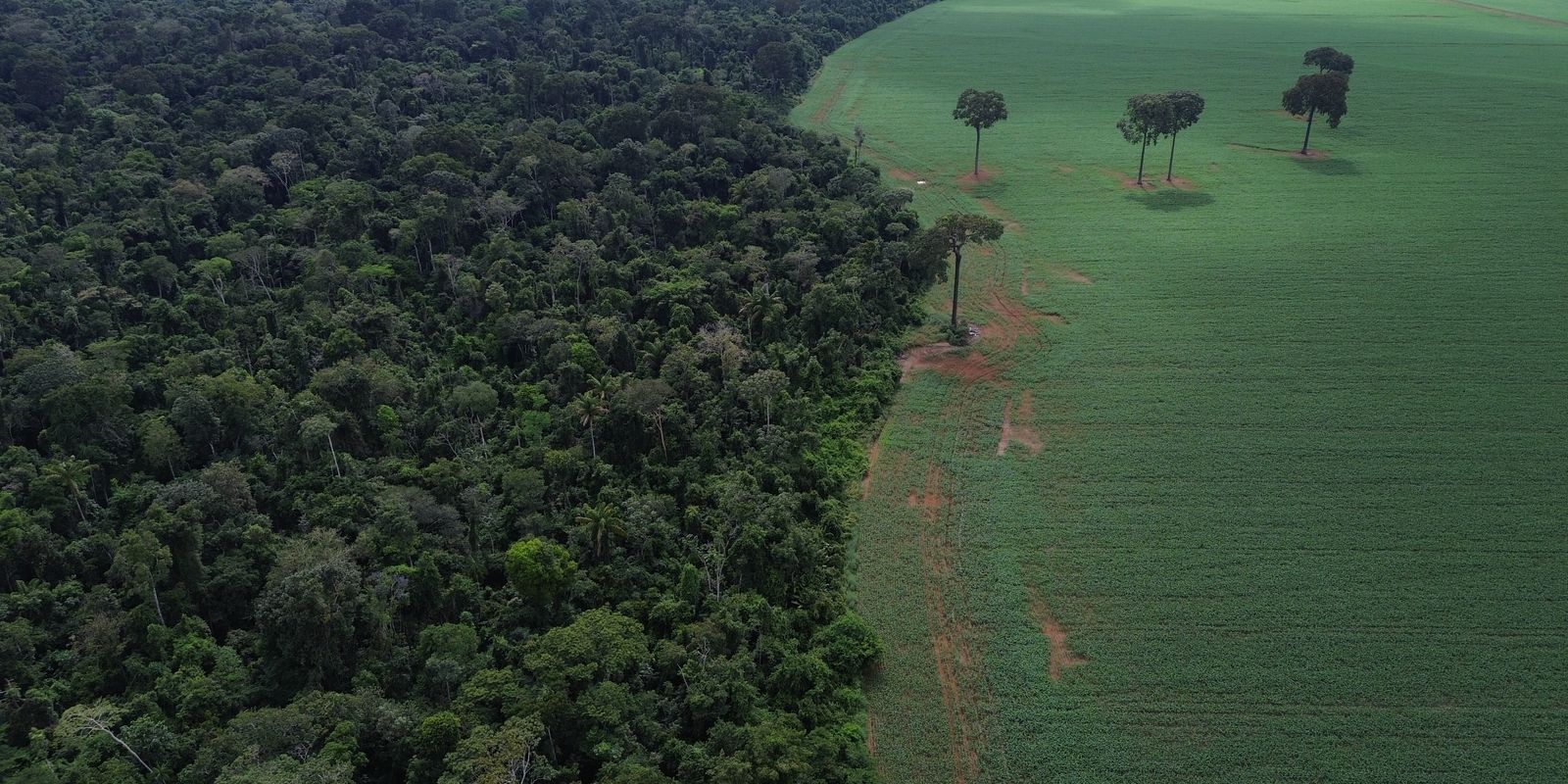 ONU realiza Fórum sobre Florestas em Nova Iorque