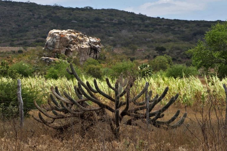 Entra em vigor lei que estabelece política de recuperação da Caatinga