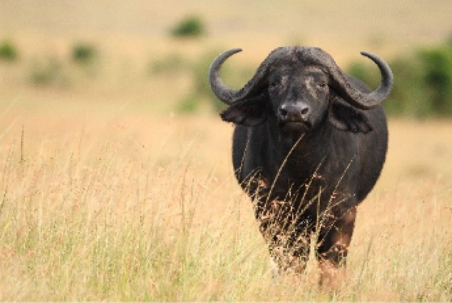 Comportamento animal: por que os búfalos exigem estruturas mais resistentes nas fazendas?